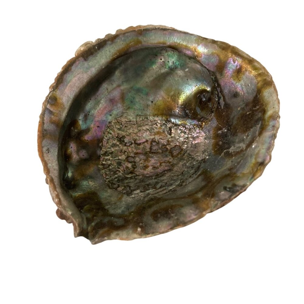 Iridescent Abalone Shell Natural Marine Specimen Collector Decor
